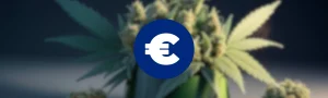 Precios de flores y resina en los cannabis social clubs de Barcelona