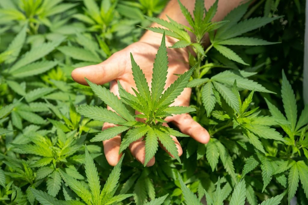nfumidf3ihe cbd alcohol