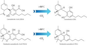 cbd cbda thc thca descarboxilacion