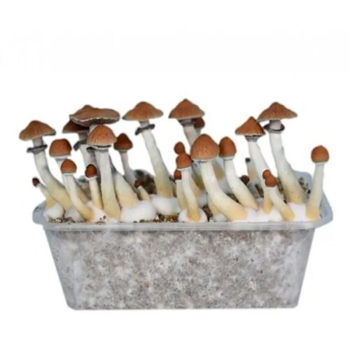 Pan de setas mexicanas Mazapetec