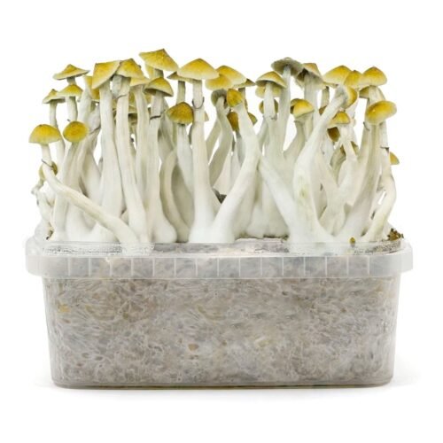 Pan de setas Mexicanas