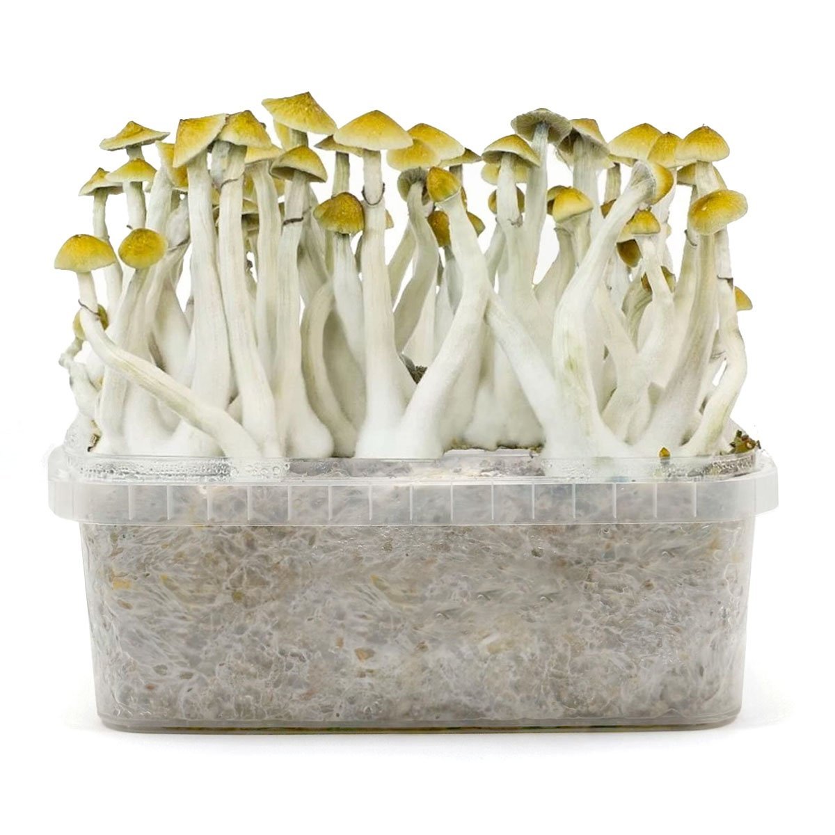 Grow Kit cultivo Pan de setas Mexicanas