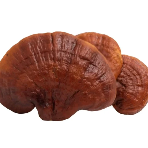 Reishi Mushroom